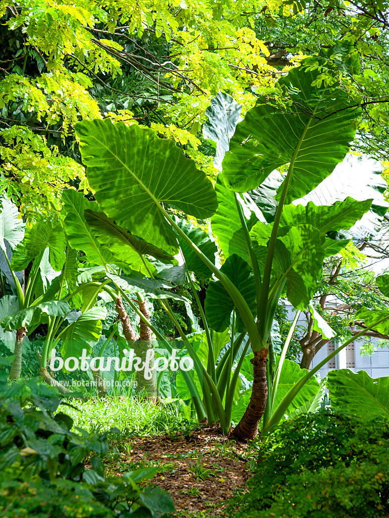 434262 - Giant elephant's ear (Alocasia macrorrhiza)