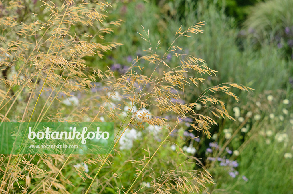 523136 - Giant feather grass (Stipa gigantea)