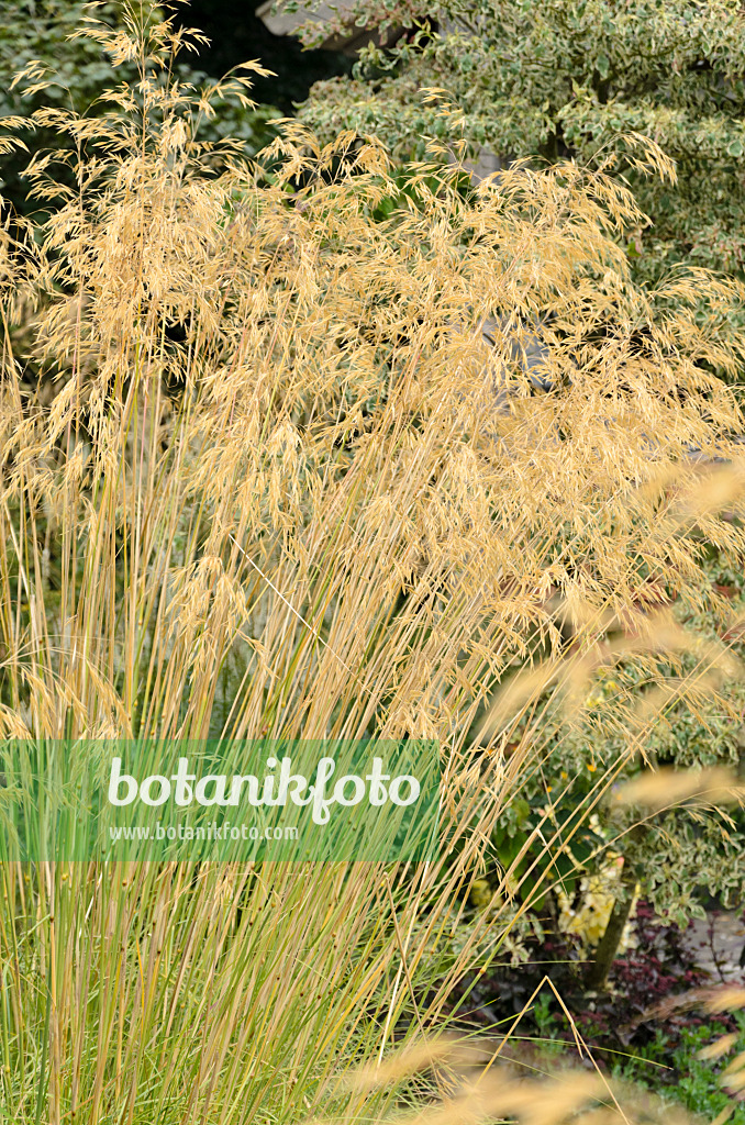 571042 - Giant feather grass (Stipa gigantea)