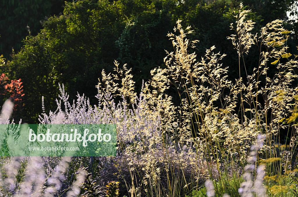 571018 - Giant feather grass (Stipa gigantea) and Russian sage (Perovskia)