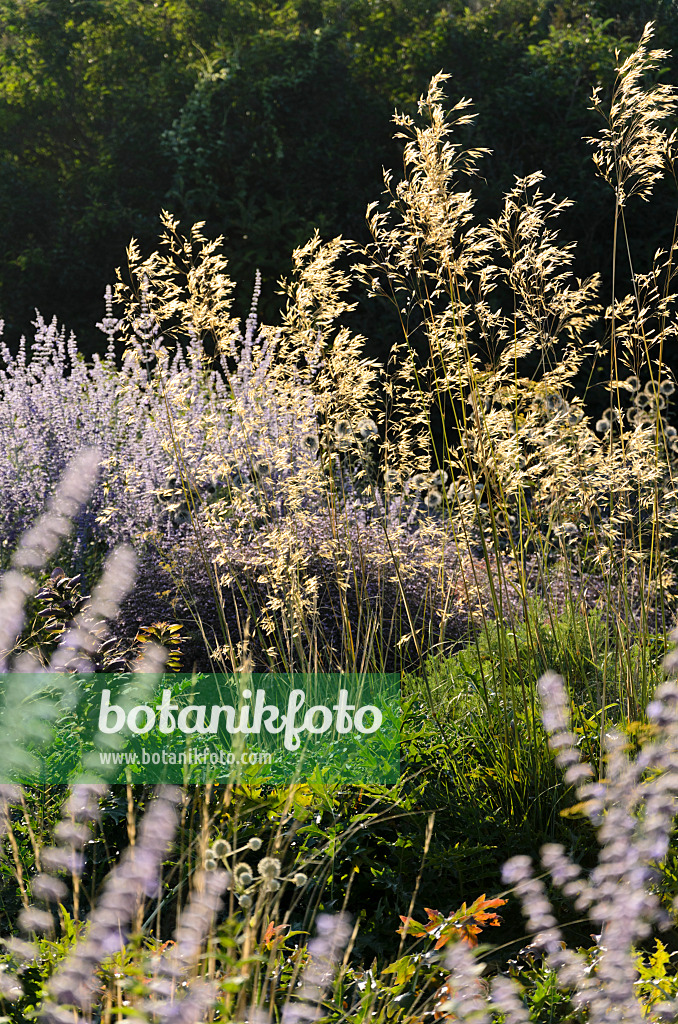 571019 - Giant feather grass (Stipa gigantea) and Russian sage (Perovskia)