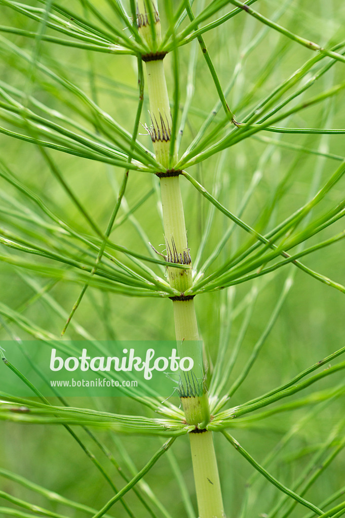 510027 - Giant horsetail (Equisetum telmateia)