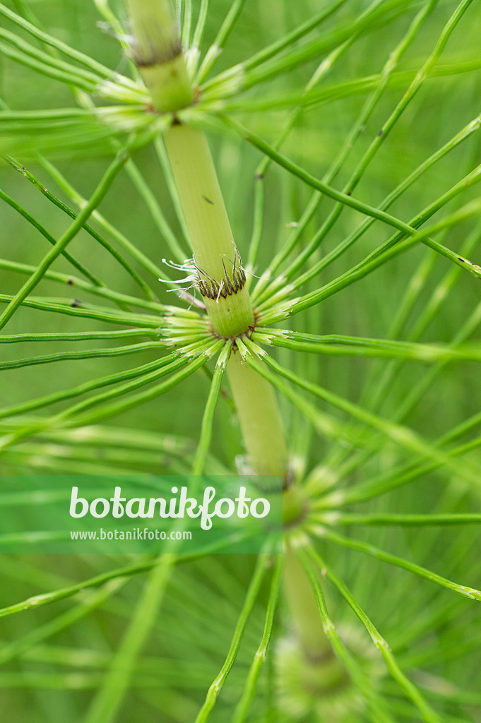 510028 - Giant horsetail (Equisetum telmateia)