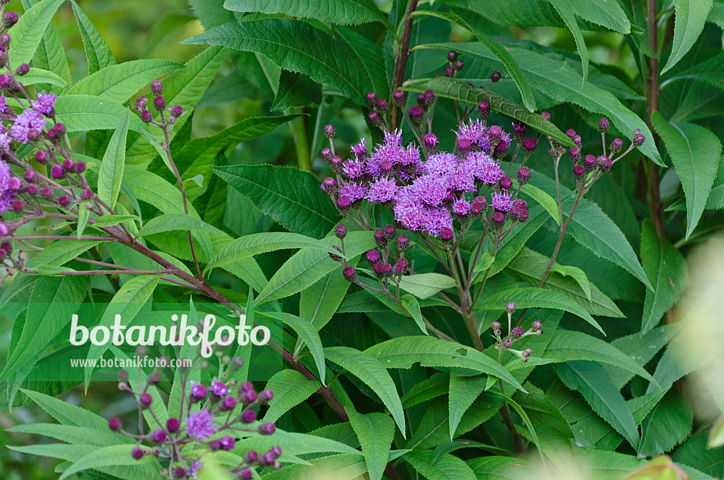 488033 - Giant ironweed (Vernonia arkansana syn. Vernonia crinita)