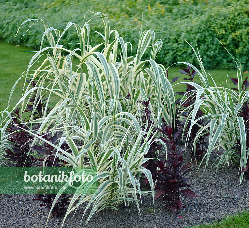 502112 - Giant reed (Arundo donax 'Variegata')