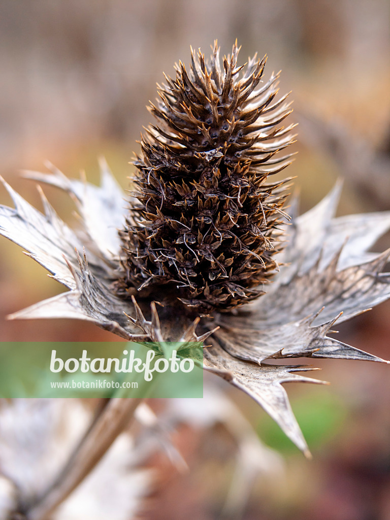 432006 - Giant sea holly (Eryngium giganteum)