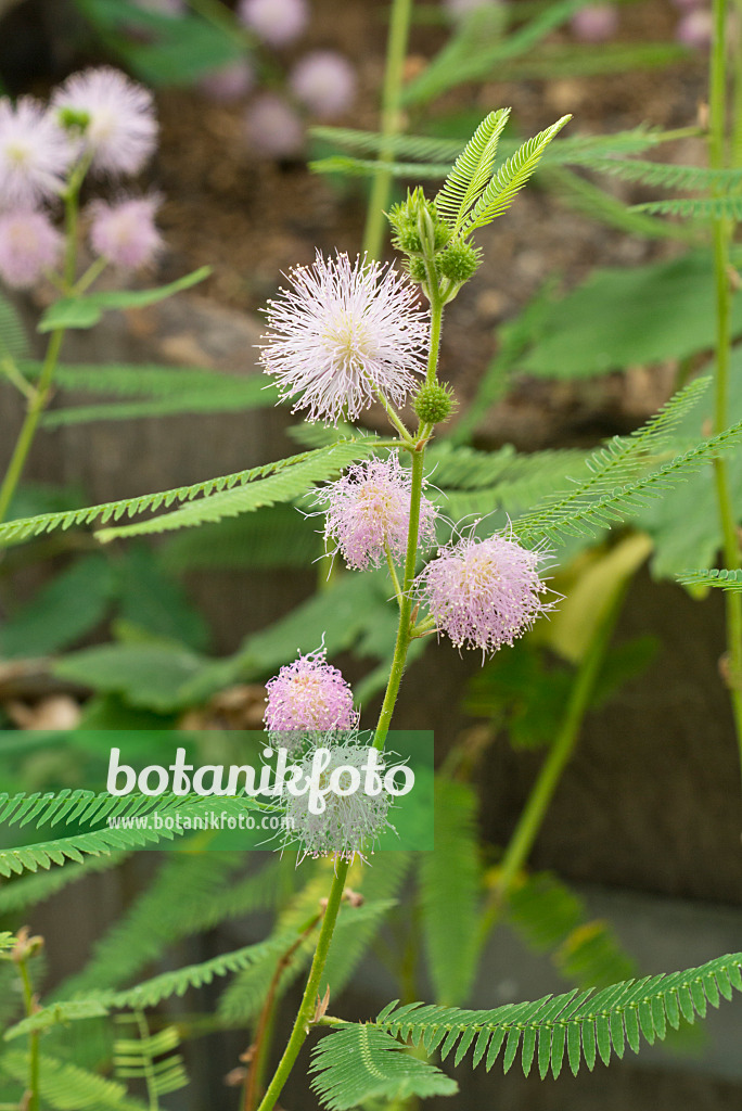 609017 - Giant sensitive tree (Mimosa pigra)