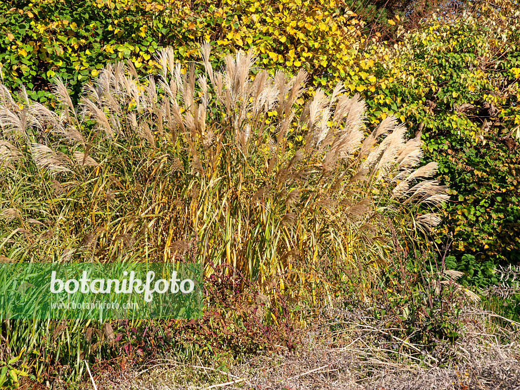 465283 - Giant silver grass (Miscanthus x giganteus)