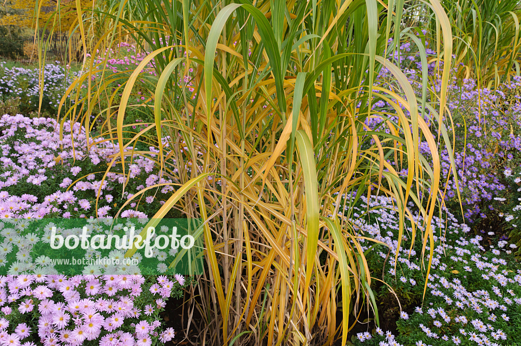 489139 - Giant silver grass (Miscanthus x giganteus) and asters (Aster)