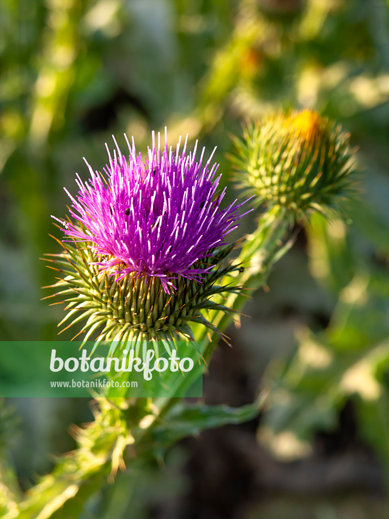 439003 - Giant thistle (Onopordum acanthium)