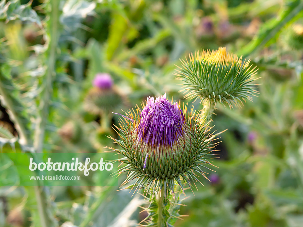 462010 - Giant thistle (Onopordum acanthium)