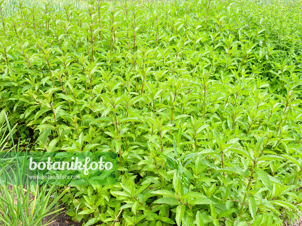 523252 - Ginger mint (Mentha x gentilis)