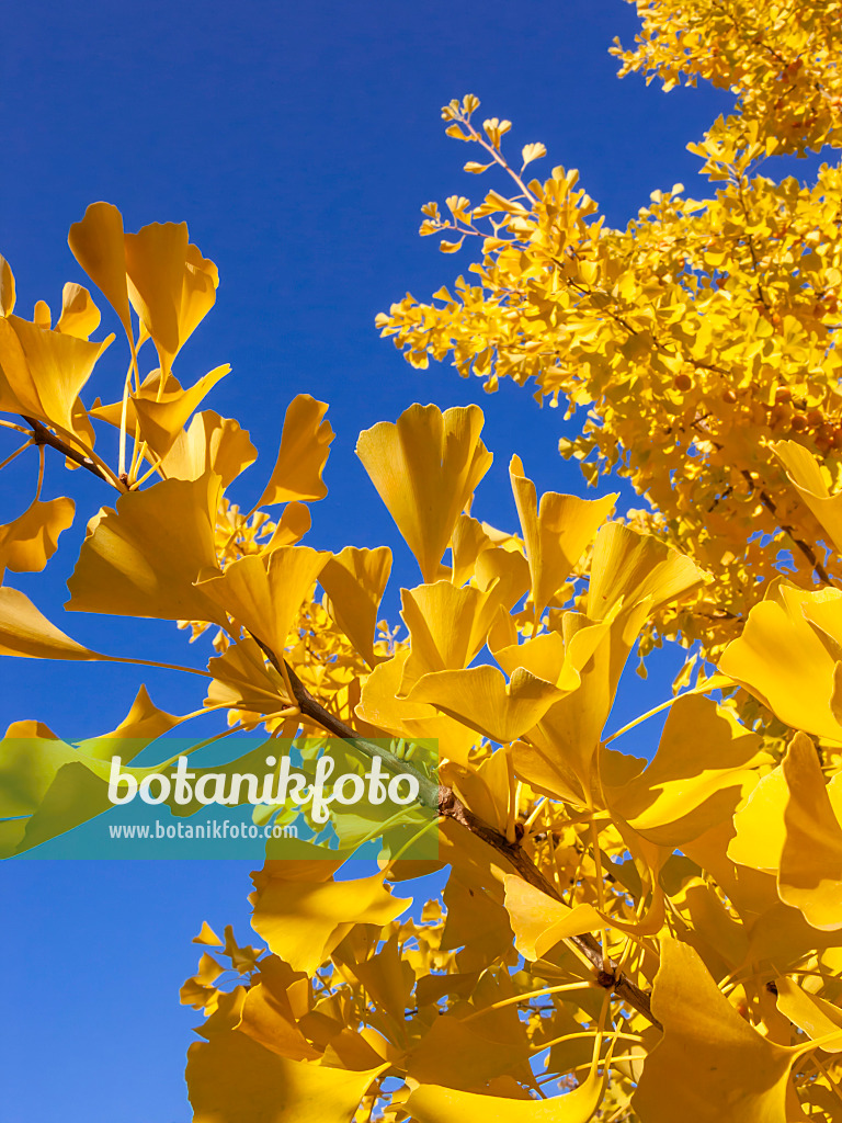 406043 - Ginkgo (Ginkgo biloba)