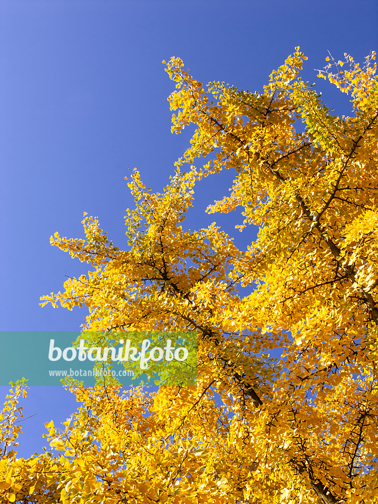 431071 - Ginkgo (Ginkgo biloba)