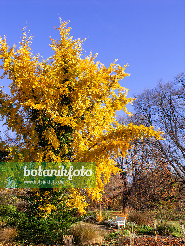 431072 - Ginkgo (Ginkgo biloba)