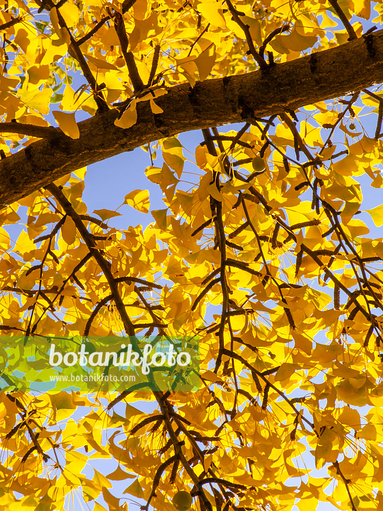 431073 - Ginkgo (Ginkgo biloba)