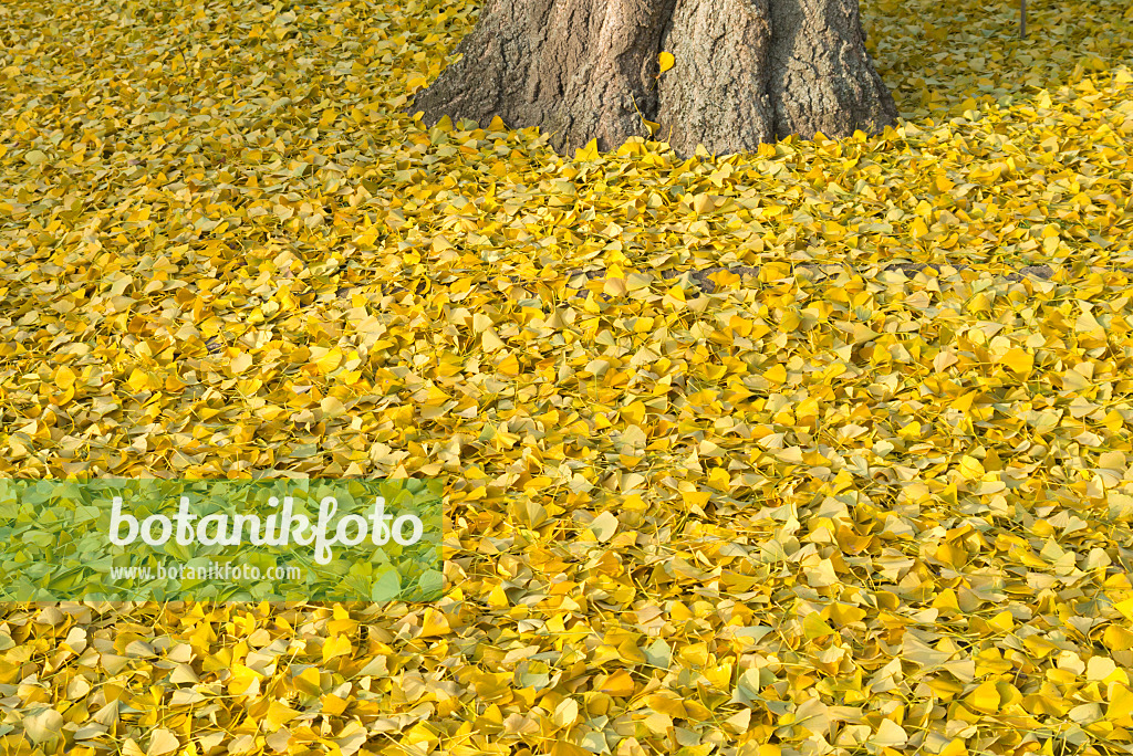 562024 - Ginkgo (Ginkgo biloba)