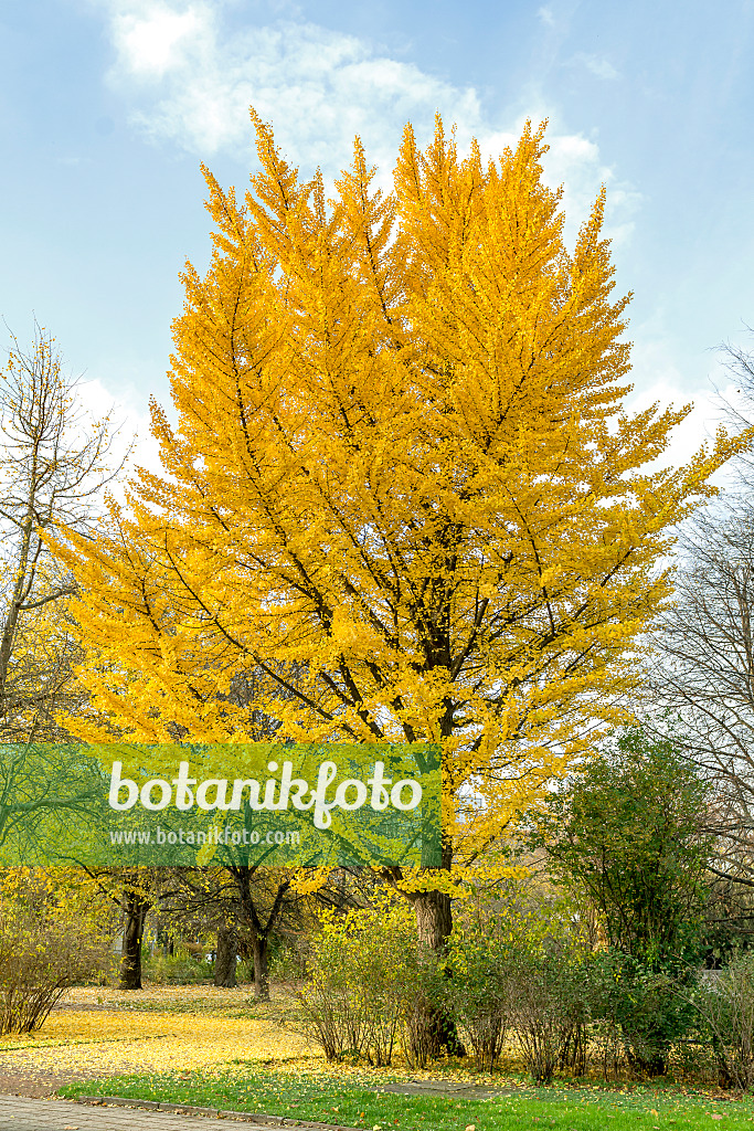 625221 - Ginkgo (Ginkgo biloba)