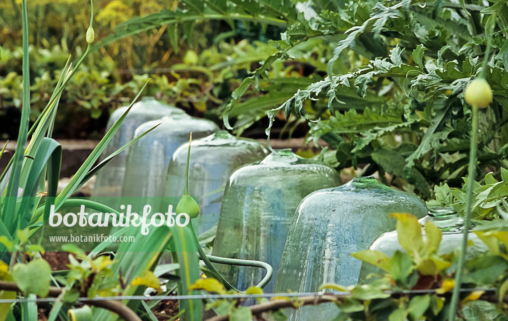 428278 - Glass cloches protecting seedlings