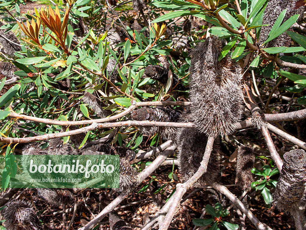 455292 - Glasshouse banksia (Banksia conferta)