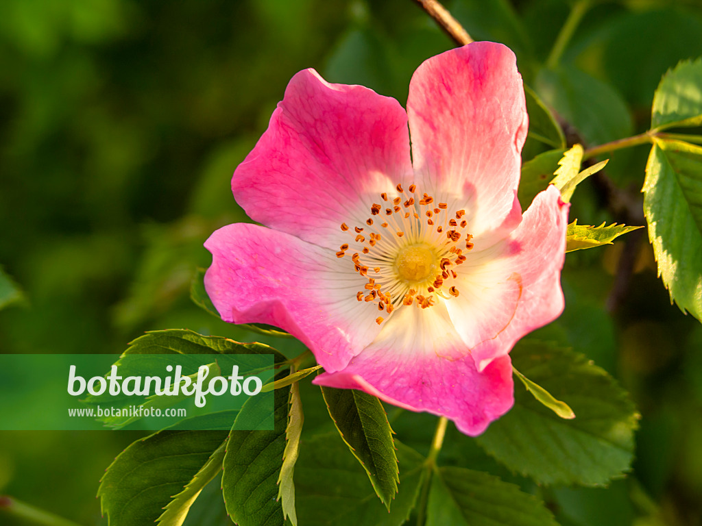 438159 - Glaucous dog rose (Rosa dumalis)