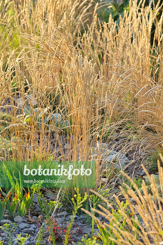 475183 - Glaucous hair grass (Koeleria glauca)