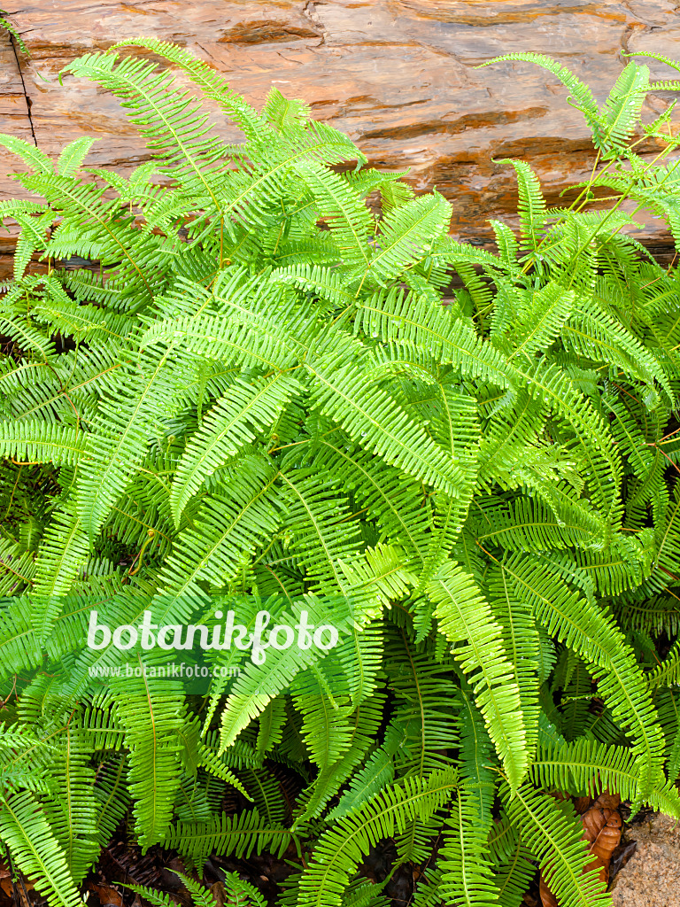 434040 - Gleichenia linearis in a rock alcove