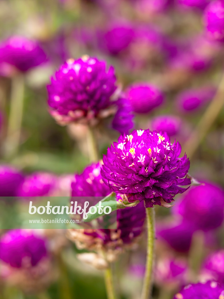 441046 - Globe amaranth (Gomphrena globosa)