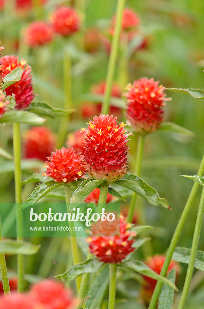 549120 - Globe amaranth (Gomphrena globosa)