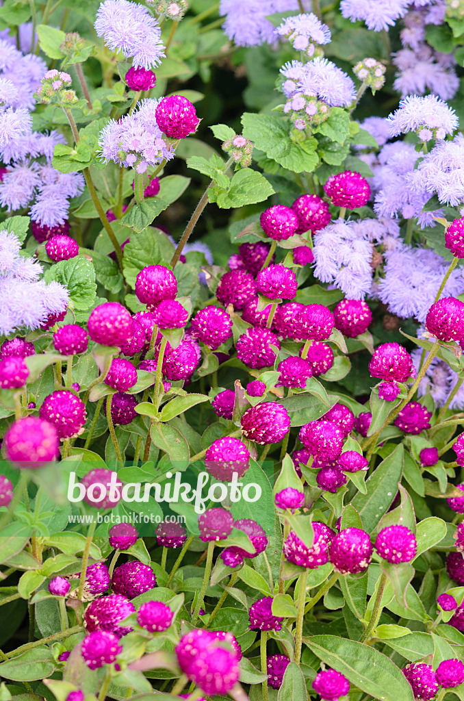 536119 - Globe amaranth (Gomphrena globosa) and floss flower (Ageratum houstonianum)