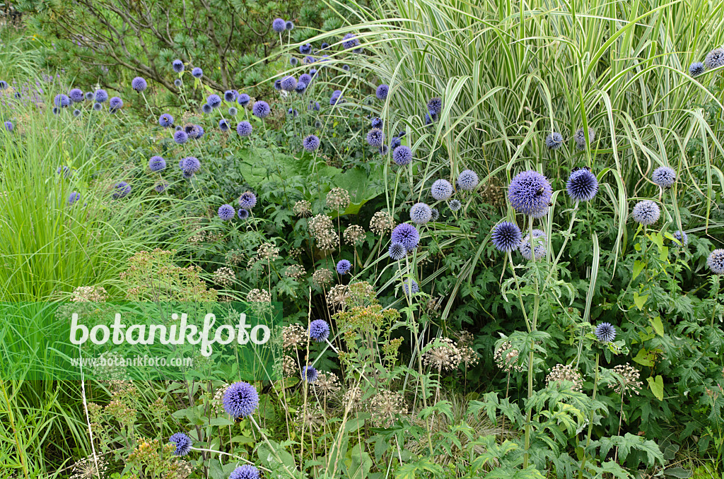 498234 - Globe thistle (Echinops), ornamental onion (Allium) and Chinese silver grass (Miscanthus)