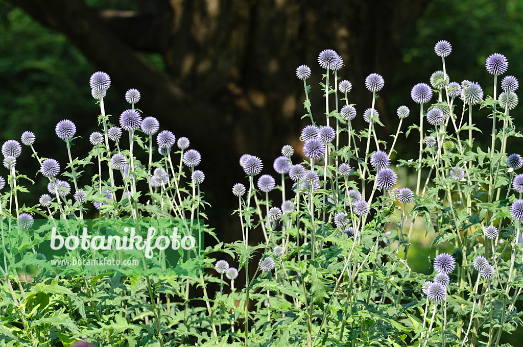 486124 - Globe thistle (Echinops ritro 'Veitch's Blue')