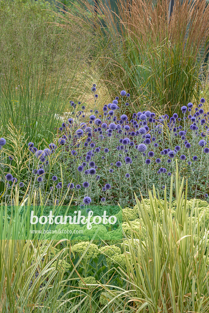 575089 - Globe thistle (Echinops ritro 'Veitch's Blue')