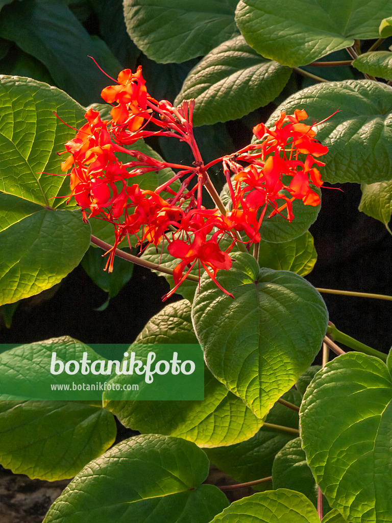 407007 - Glory bower (Clerodendrum speciosissimum syn. Clerodendron speciosissimum)