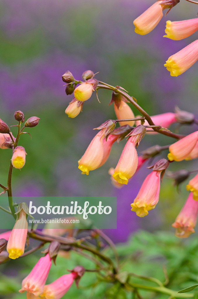 523103 - Glory flower (Eccremocarpus scaber)