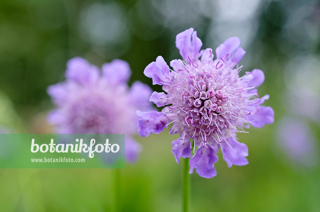 473283 - Glossy scabious (Scabiosa lucida)