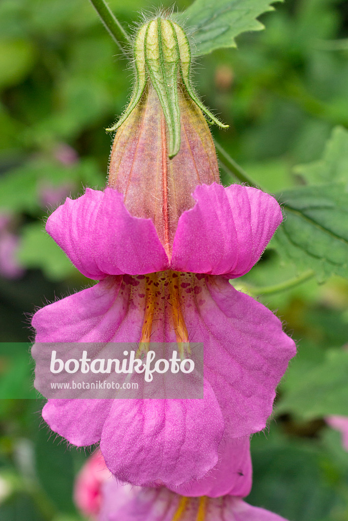 608052 - Gloxinia (Sinningia sellovii)