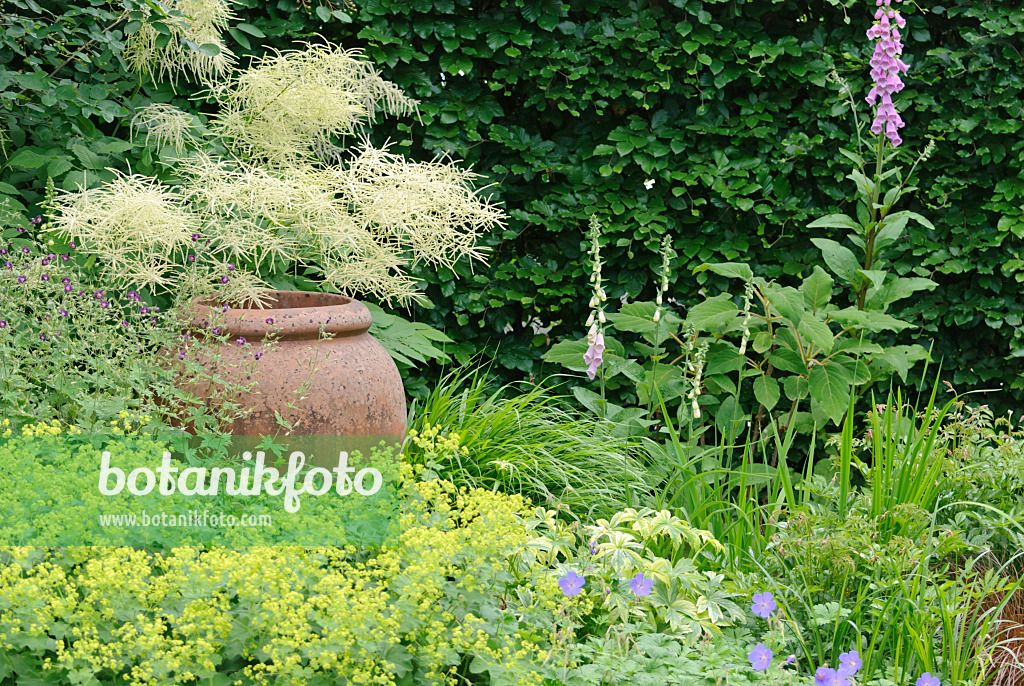 509168 - Goat's beard (Aruncus dioicus), lady's mantle (Alchemilla mollis), Japanese forest grass (Hakonechloa macra) and common foxglove (Digitalis purpurea)