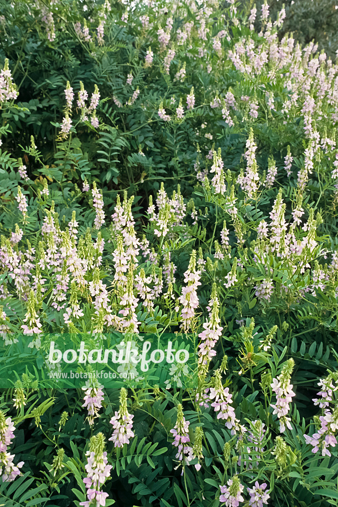 366061 - Goat's rue (Galega officinalis)