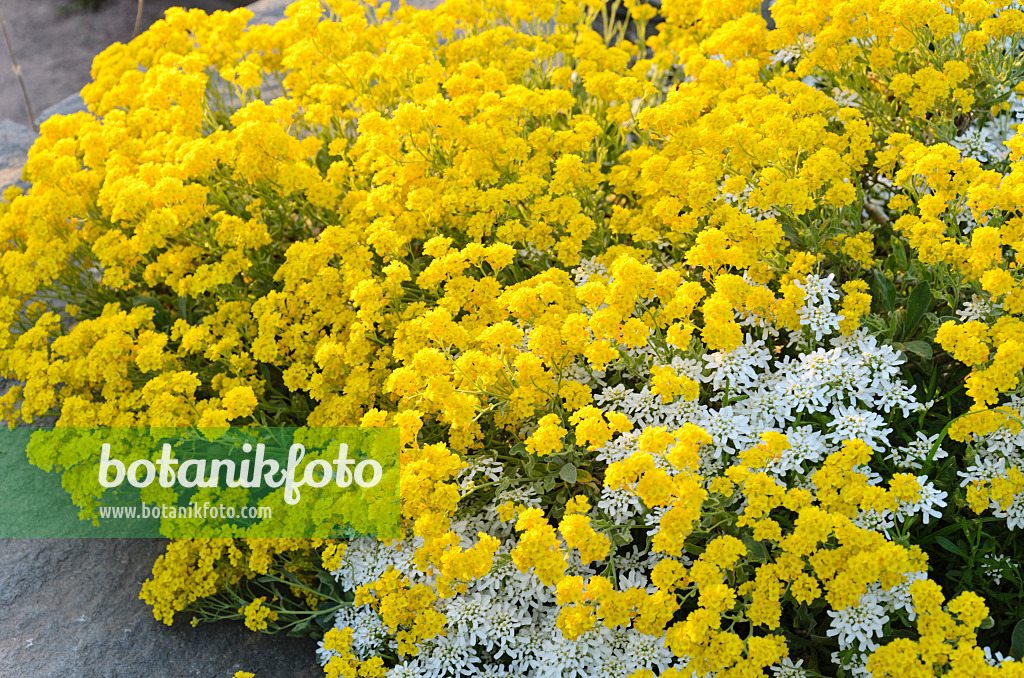 508016 - Golden alyssum (Aurinia saxatilis syn. Alyssum saxatile) and evergreen candytuft (Iberis sempervirens 'Weisser Zwerg')