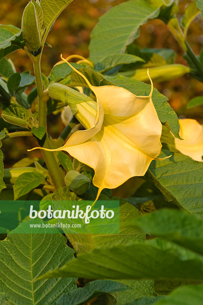 488145 - Golden angel's trumpet (Brugmansia aurea)