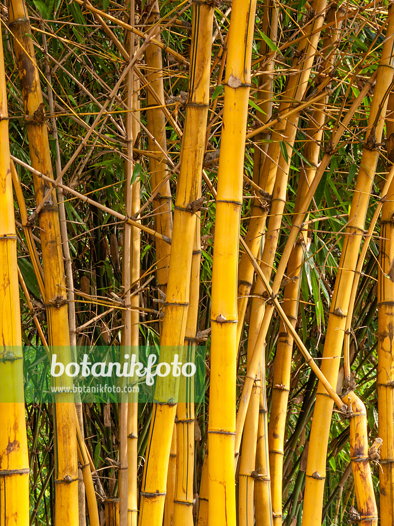 411265 - Golden bamboo (Bambusa vulgaris)