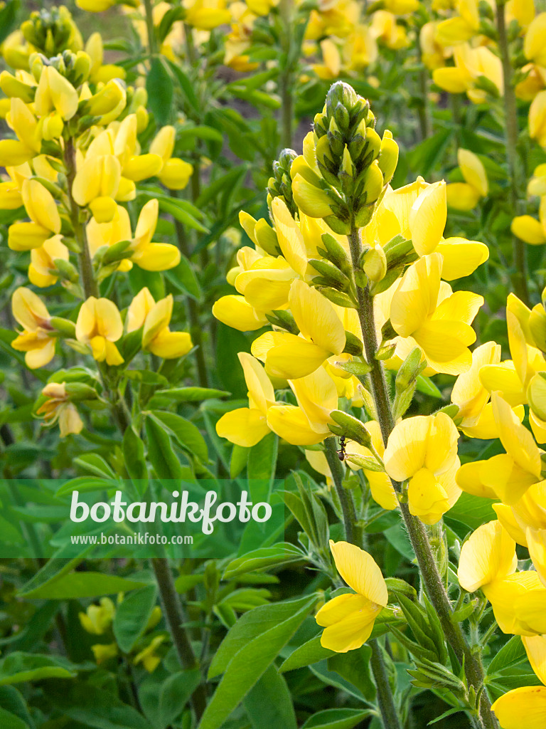 412061 - Golden banner (Thermopsis lanceolata)