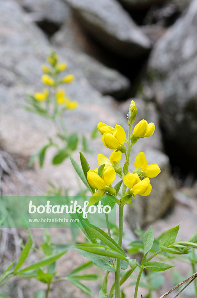 508365 - Golden banner (Thermopsis montana)