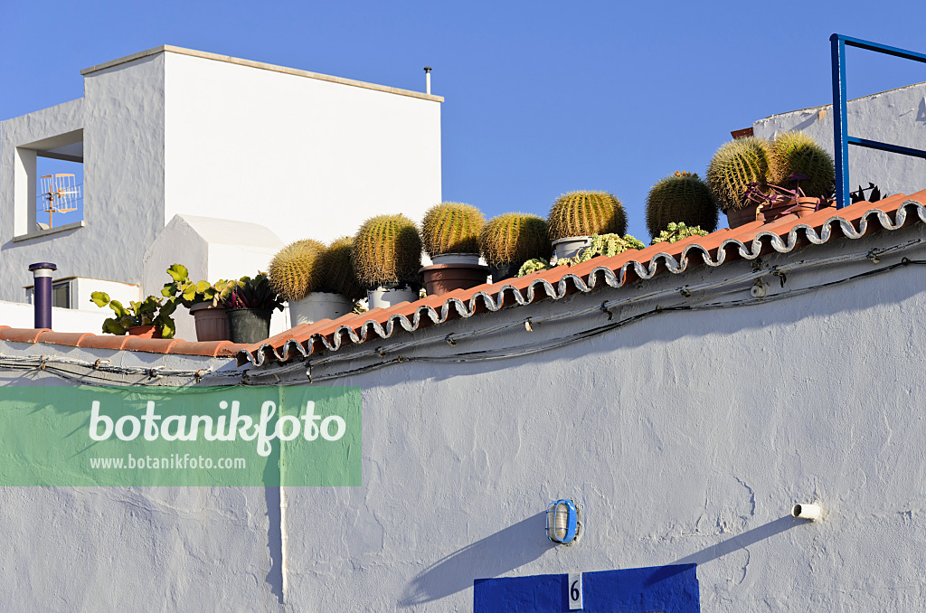 564208 - Golden barrel cacti (Echinocactus grusonii) in a roof garden,, Puerto de las Nieves, Gran Canaria, Spain