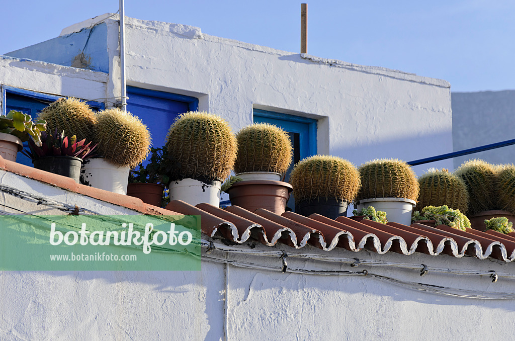 564209 - Golden barrel cacti (Echinocactus grusonii) in a roof garden,, Puerto de las Nieves, Gran Canaria, Spain