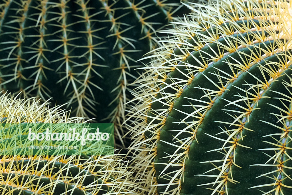 385012 - Golden barrel cactus (Echinocactus grusonii)