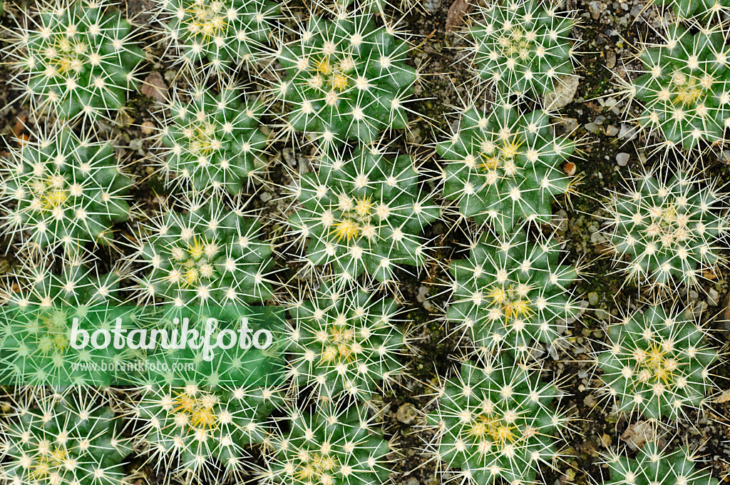 474202 - Golden barrel cactus (Echinocactus grusonii)