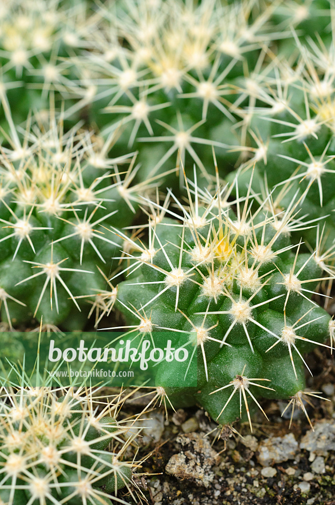 474203 - Golden barrel cactus (Echinocactus grusonii)