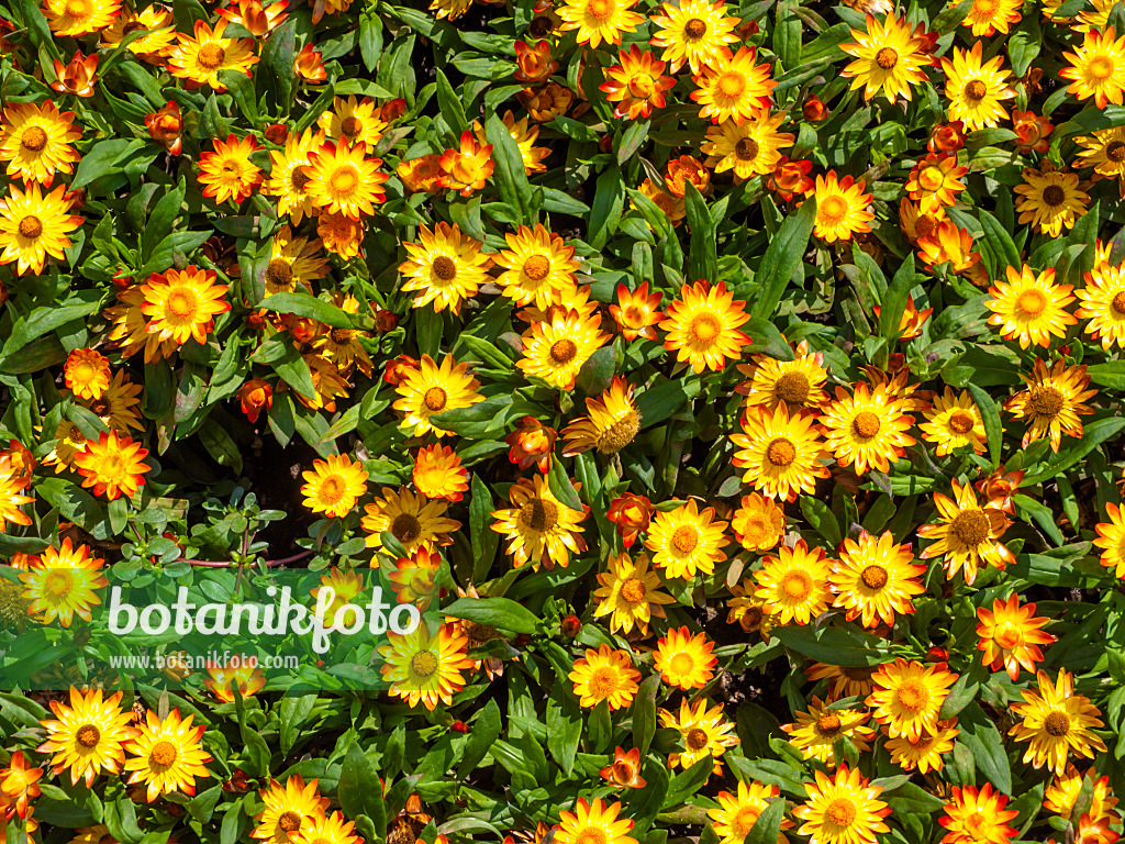 439272 - Golden everlasting (Xerochrysum bracteatum 'Sundaze Flame' syn. Helichrysum bracteatum 'Sundaze Flame')